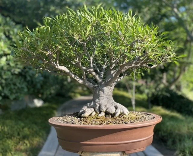 Bonsai Collection — Japanese Friendship Garden